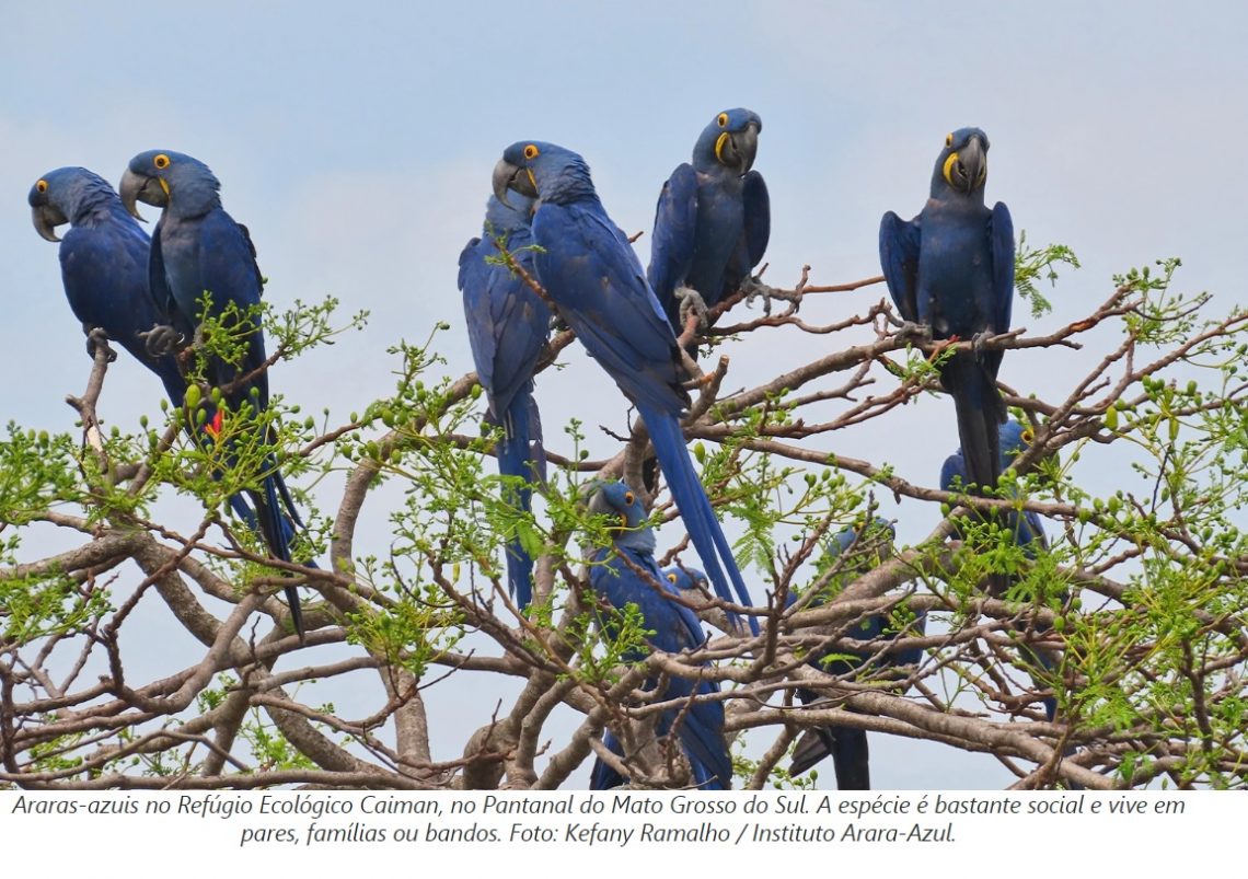 Perda De Habitat E Mudan As Clim Ticas Devolvem Arara Azul Lista De