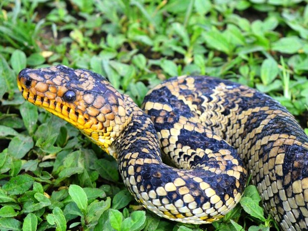 Cobras raras e lagartos são encontrados em ônibus no extremo sul
