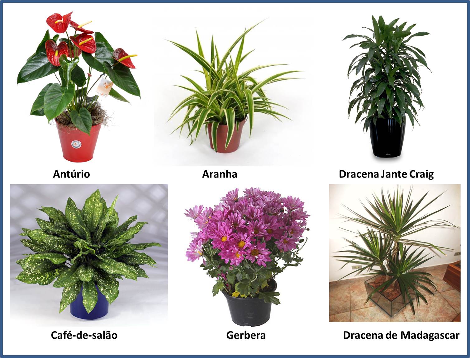 8 plantas que purificam o ar para cultivar em casa