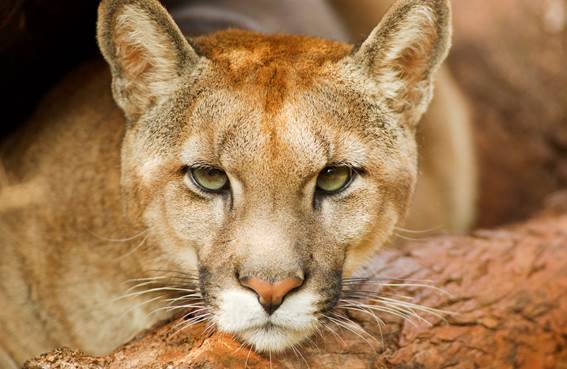 Kennedy Road - Onça-parda, Puma, Suçuarana, Leão-baio ou simplesmente Puma  concolor • Registro em Aruanã • Goiás • Brasil • Em armadilha fotográfica  que instalei em Reserva Particular • #mammals #mamíferos #pumaconcolor #